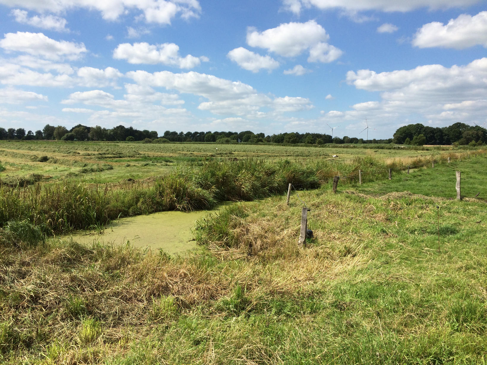 Natur pur am Nord-Ostsee-Kanal